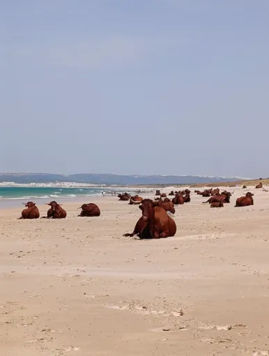 Playa de Pajares